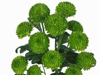 Хризантема кустовая  Филинг грин: фото. Мир цветов Киров