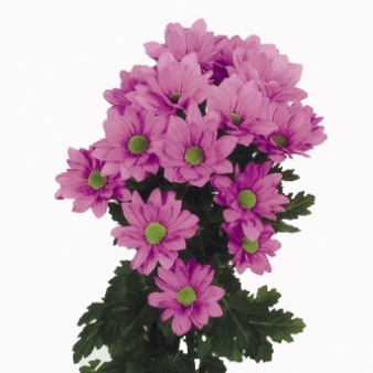 Хризантема кустовая Ромашка Розовая: фото. Мир цветов Киров