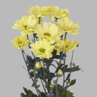 Хризантема кустовая Ромашка кремовый: фото. Мир цветов Киров