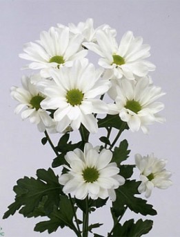 Хризантема кустовая Ромашка белый: фото. Мир цветов Киров